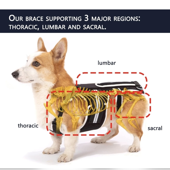 LufeLux Back Brace for Dogs with IVDD, Arthritis, Back Pain, Surgical Recover(S) - Picture 4 of 5